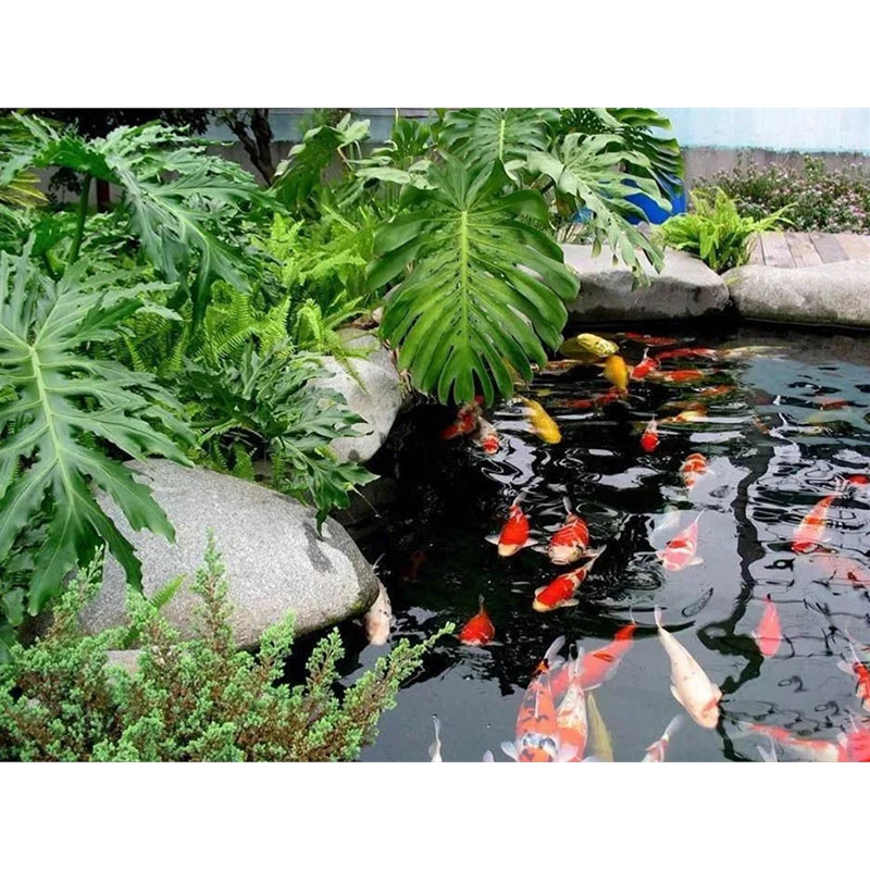 假山锦鲤鱼池