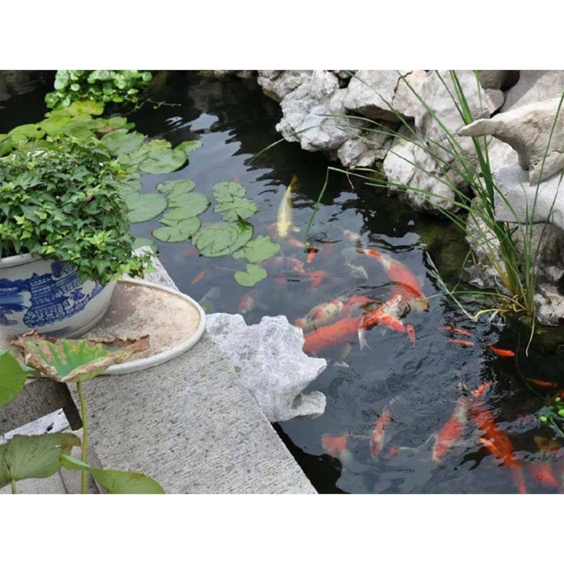 假山锦鲤鱼池